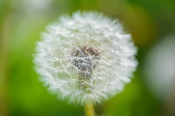 Dandelion Closeup Difoto Musim Panas Lapangan — Stok Foto