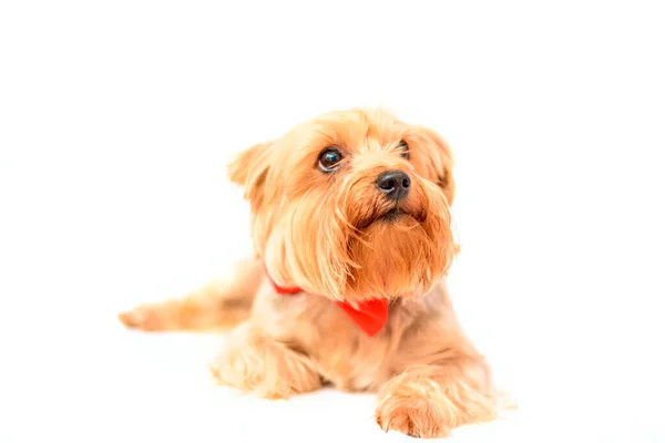 Portrait Yorkshire Terrier — Stock Photo, Image