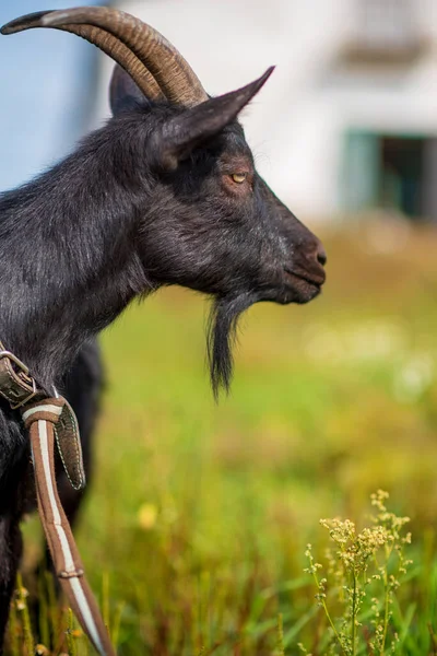 Uma Cabra Negra Esfola Numa Trela Num Prado Fotografado Close — Fotografia de Stock