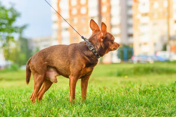 Toy Terrier Spaceruje Smyczy Zewnątrz — Zdjęcie stockowe