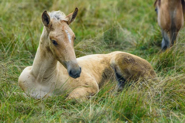 Retrato Cavalo Deitado Grama Perto — Fotografia de Stock