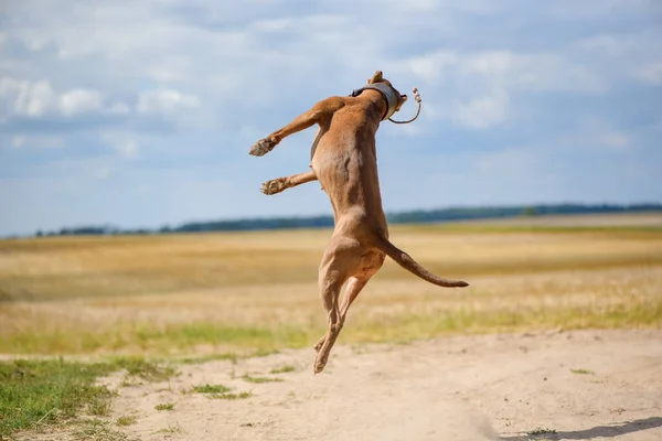 American Pit Bull Terrier Spielt Auf Einem Sommerfeld Einen Ball — Stockfoto