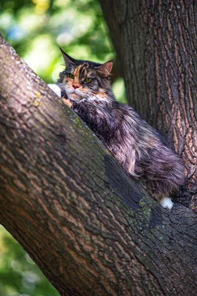 고양이 마리가 공원에 — 스톡 사진