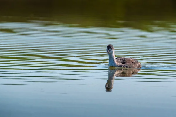 Lone Duck Swims Summer Lake — Stock Photo, Image