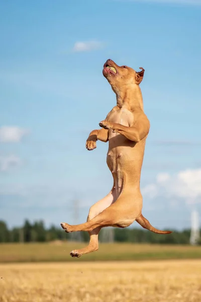 Funny American Pit Bull Terrier Menangkap Bola Dalam Melompat Lapangan — Stok Foto