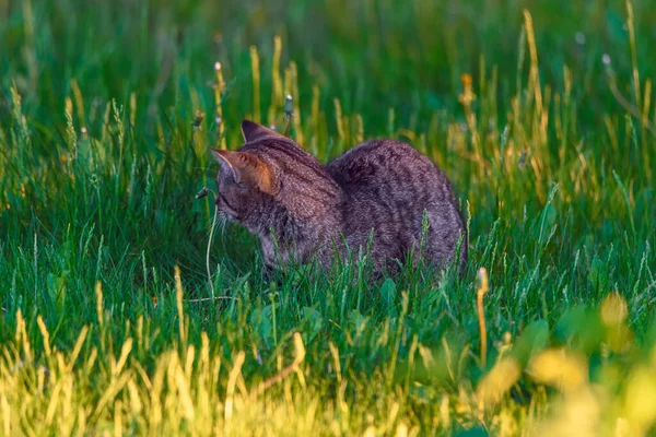在绿草中无家可归的灰猫 — 图库照片