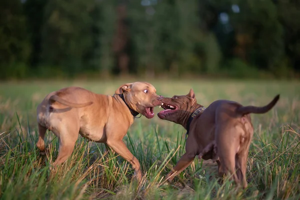 Lucha Dos Pit Bull Terriers Campo Hierba Primer Plano Fotografiado —  Fotos de Stock
