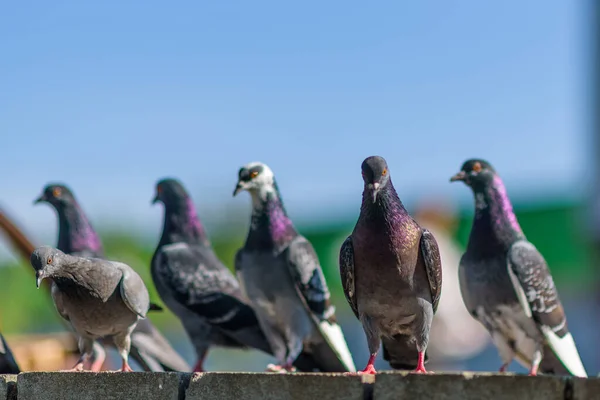 Holubi Hejno Holubů Náměstí Létě Zblízka — Stock fotografie