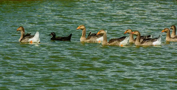 Domestic Ducks Swimming Pond — Stock Photo, Image