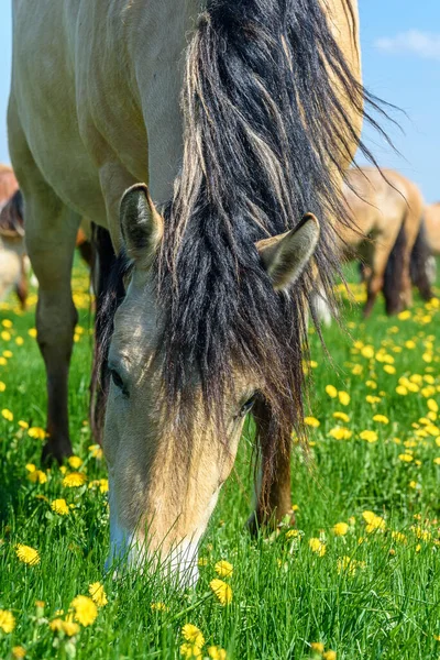Das Pferd Auf Dem Feld Frisst Löwenzahn — Stockfoto