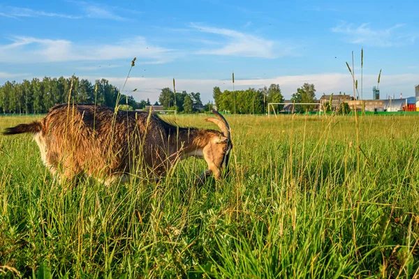 牧草地でヤギが放牧され — ストック写真