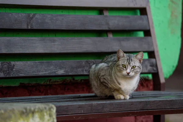 stock image Portrait of a cat on a bench.