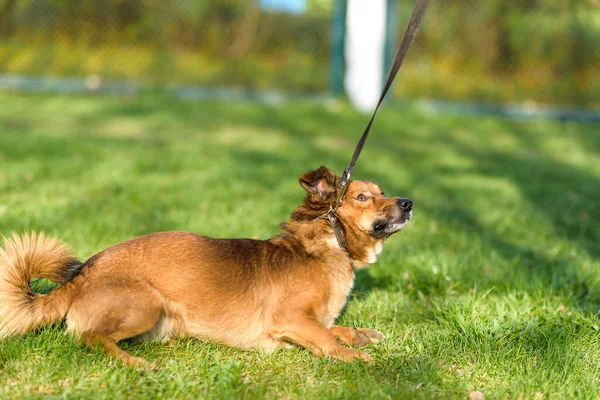 Asustado Perro Con Una Correa Jugando Hierba —  Fotos de Stock