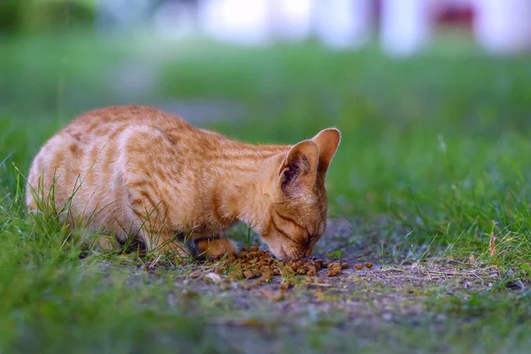 Red Haired Kitten Eats Feed Yard Grass — Stock Photo, Image