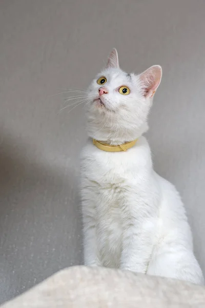 Портрет Білої Домашньої Кішки — стокове фото