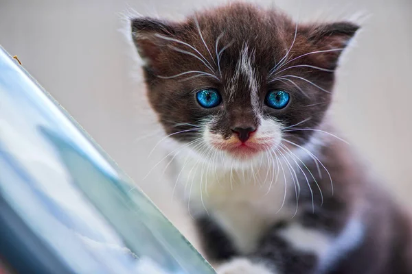 青い目の小さな子猫の肖像画 写真のクローズアップ — ストック写真