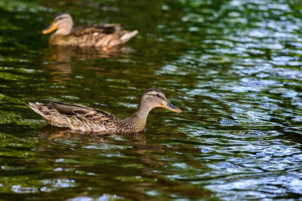 Ducks Swim Pond — Stock Photo, Image