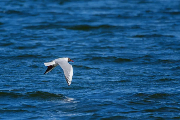 Seagull Flying Waves — Stock Photo, Image