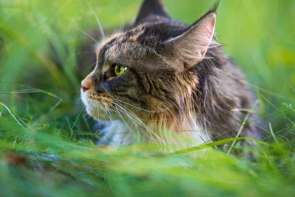 Portret Van Een Maine Coon Kat Het Park Close — Stockfoto