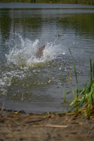 American Pit Bull Terrier Com Aceleração Corre Para Lago — Fotografia de Stock