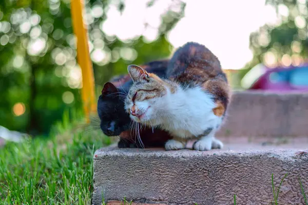 인도에 집없는 고양이 — 스톡 사진