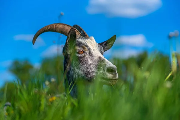 Retrato Uma Cabra Doméstica Campo Fotografado Close — Fotografia de Stock