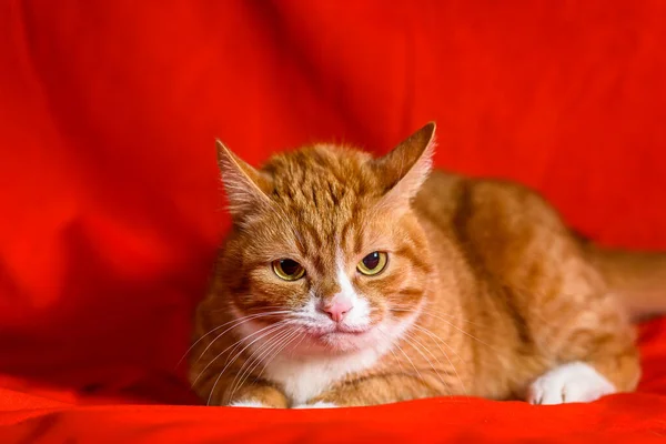Kırmızı Arka Planda Bir Kedinin Portresi — Stok fotoğraf