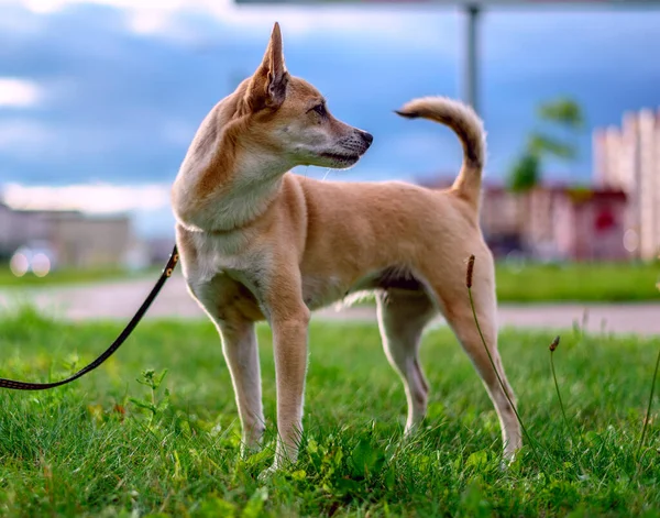 Uitzicht Kleine Bruine Hond Wandelen Weide — Stockfoto