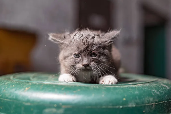 A small gray sick homeless kitten sits on an inverted plastic barrel.