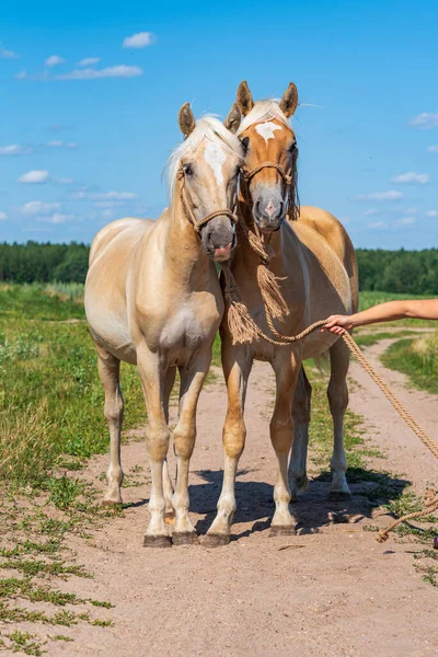 Par Caballos Amistosos Primer Plano Del Campo — Foto de Stock