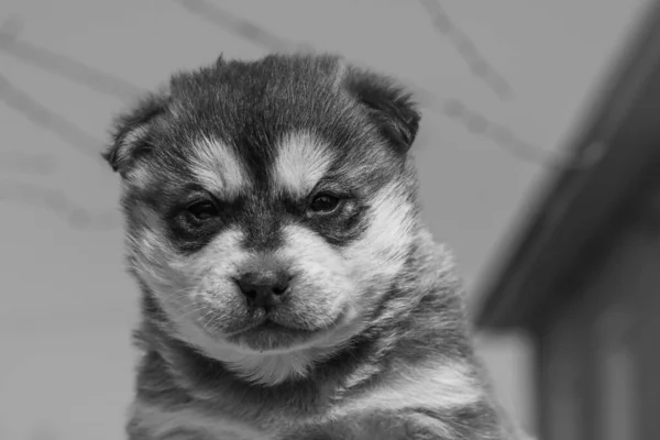 Portrait Chiot Husky Gros Plan — Photo