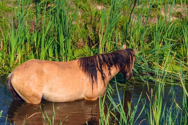 Horse Stands River — Stock Photo, Image