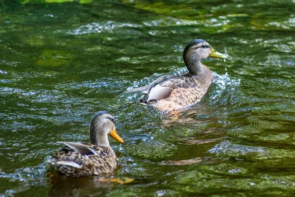 Ducks Swim Pond — Stock Photo, Image