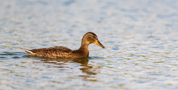 Portrait Wild Duck Swimming Water Photographed Close — Stock Photo, Image