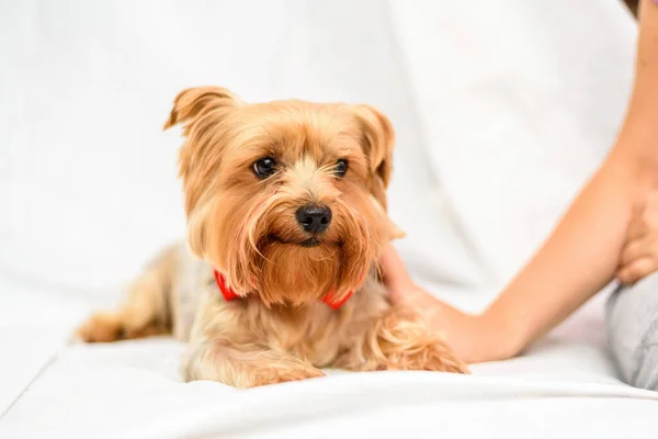 Man Strokes Yorkshire Terrier Photographed Close Light Background — Stock Photo, Image