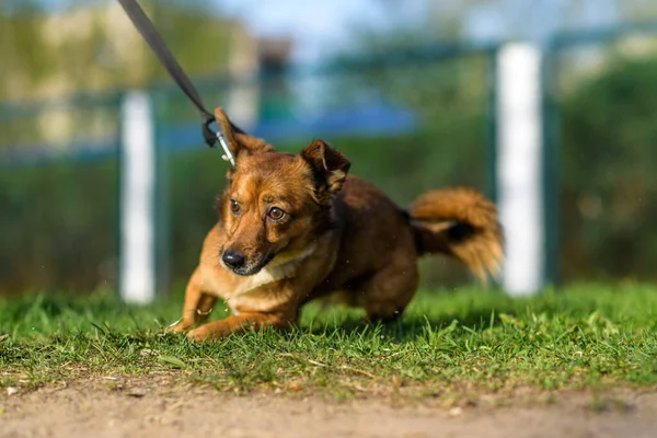 草の上で遊んでいる綱の上で怯えた犬 — ストック写真
