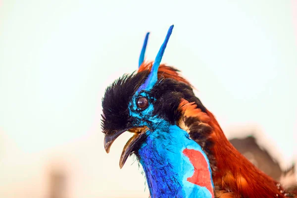 Espantalho Belo Pássaro Tragopan — Fotografia de Stock
