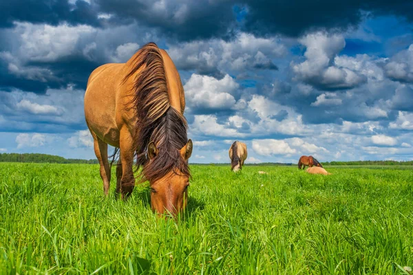 Лошадь Пасутся Поле Фотография Фоне Неба Облаков — стоковое фото