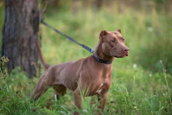 Retrato Formidável Pit Bull Terrier Grama Verde Close Fotografado — Fotografia de Stock