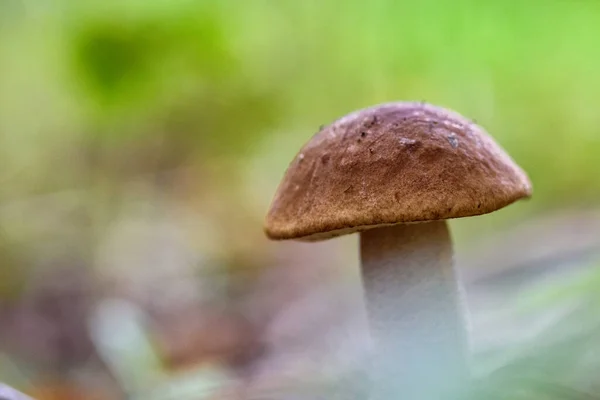 Mushroom Forest Macro — Stock Photo, Image