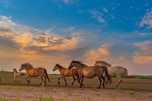 Horses gallop along the road against the sky.