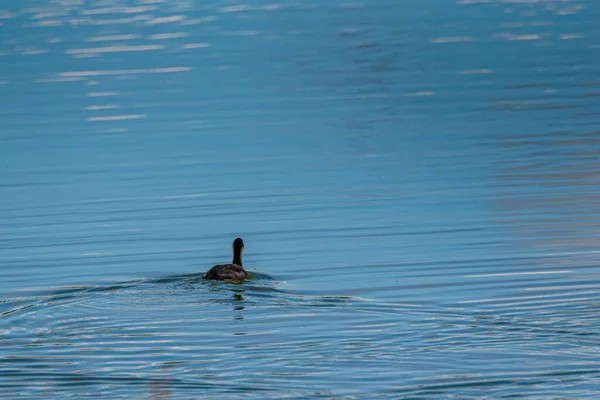 Duck Swims Lake Photographed Distance — Stock Photo, Image