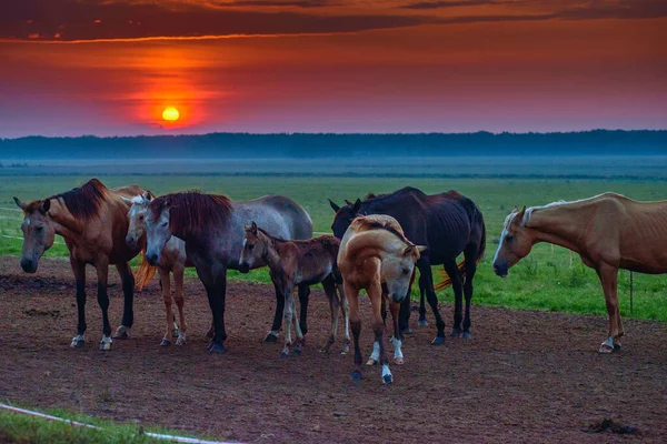 Caballos Pastan Amanecer — Foto de Stock