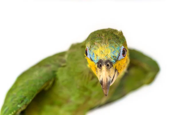 在浅色背景上隔离的亚马逊鹦鹉 — 图库照片