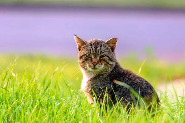 Grijze Kat Zittend Het Gras — Stockfoto