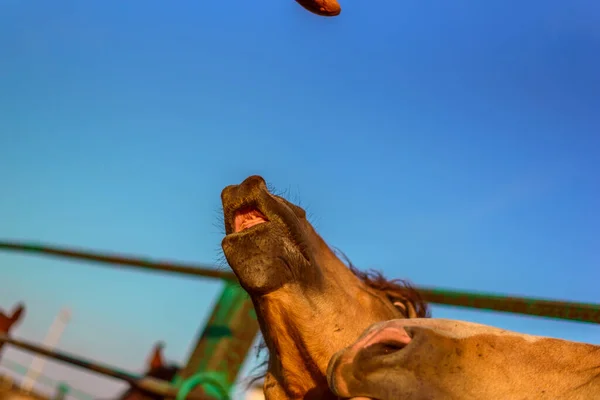 Man Feeds Horse — Stock Photo, Image