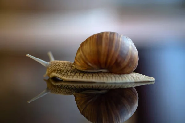 Grape Snail Photographed Close Studio — Stock Photo, Image