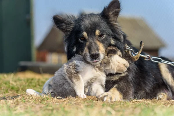 Köpek bahçede bir köpek yavrusuyla oynuyor..