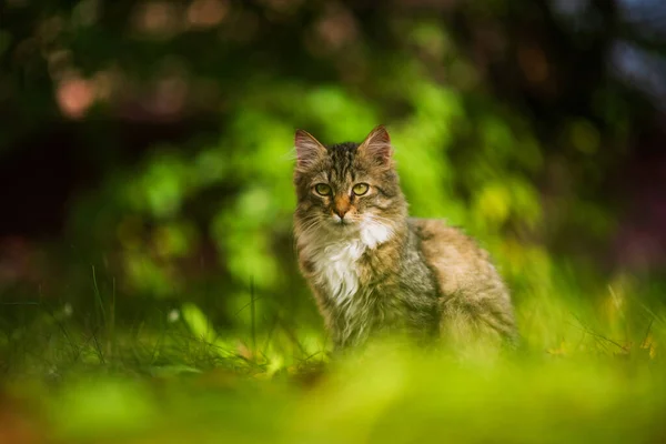 Mooi Grijs Kitten Zit Het Groene Gras — Stockfoto
