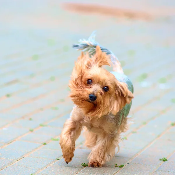 Terrier Beige Carino Che Cammina Sulla Strada — Foto Stock
